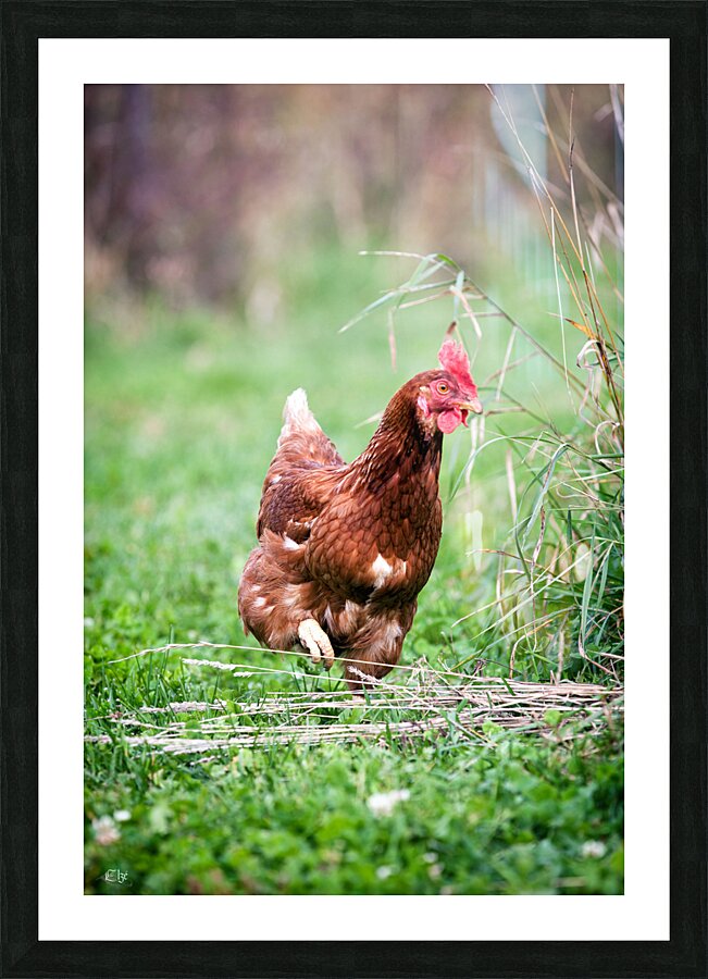 Criquette Picture Frame print