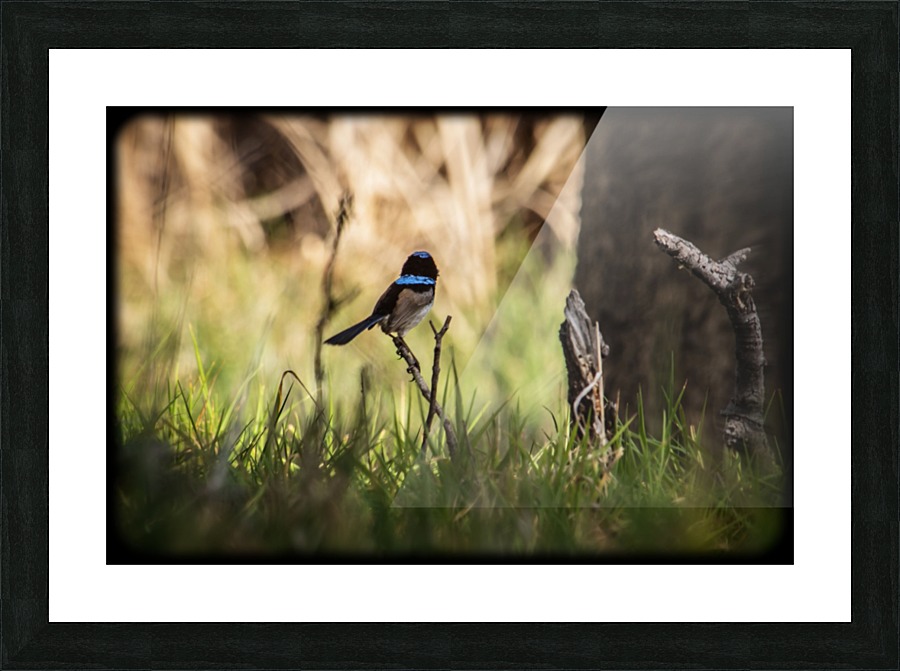  Fine Art print