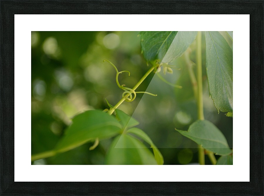Virginia Creeper Vine Picture Frame print