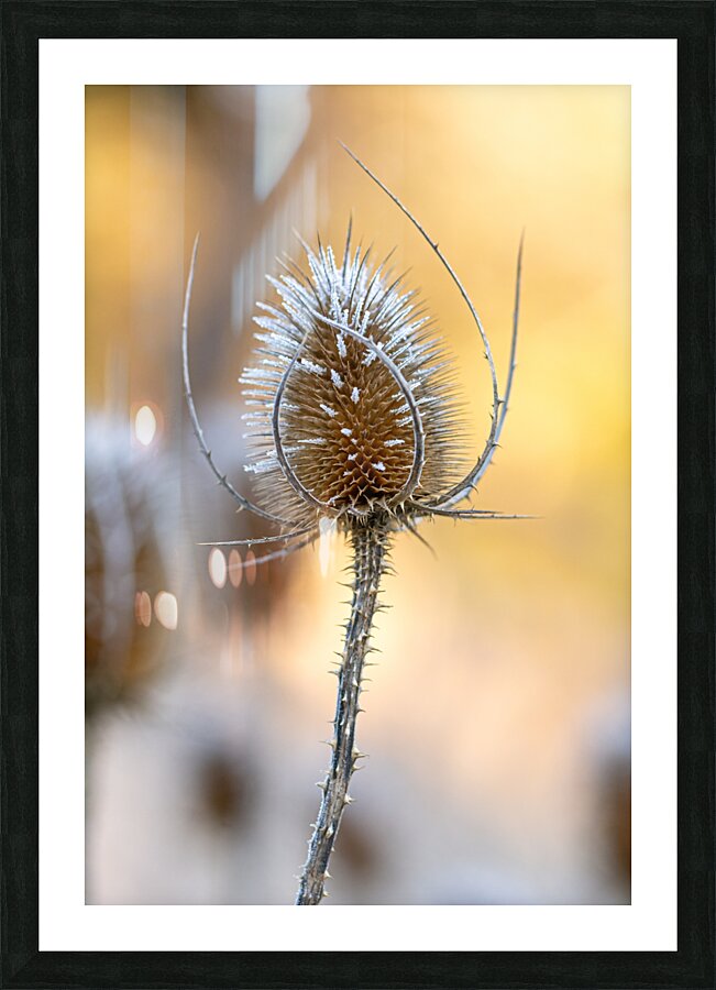 Closeup macro shot of a thistle flower covered by beautiful ice crystals  Picture Frame print