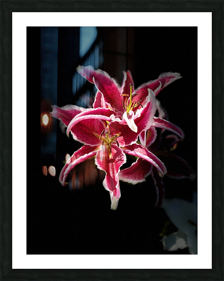 Vibrant Pink Lilies Picture Frame print