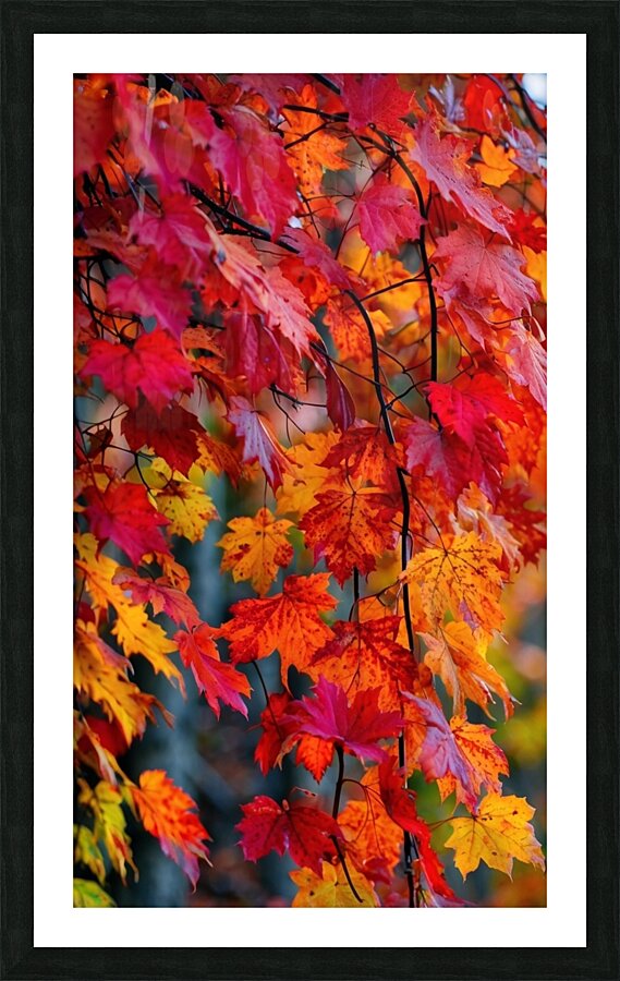 Amidst the crisp November air Picture Frame print