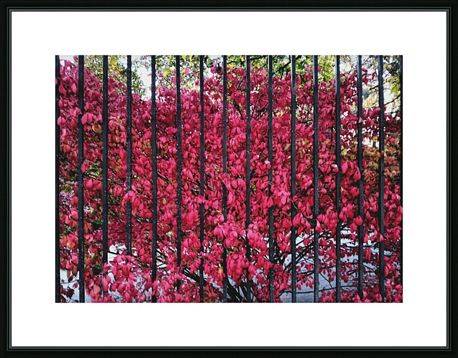 Burning Bush Behind Bars Picture Frame print