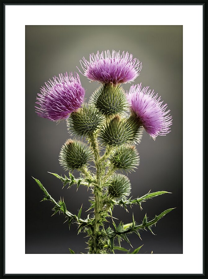 Scottish Thistle Picture Frame print