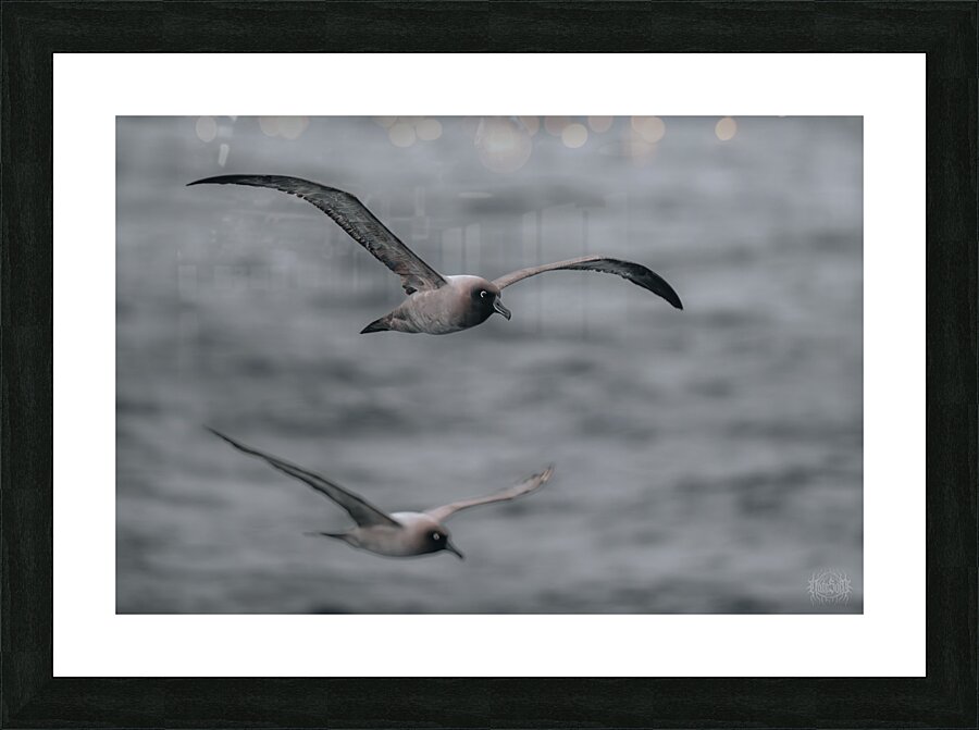 Jessica Albatross Picture Frame print