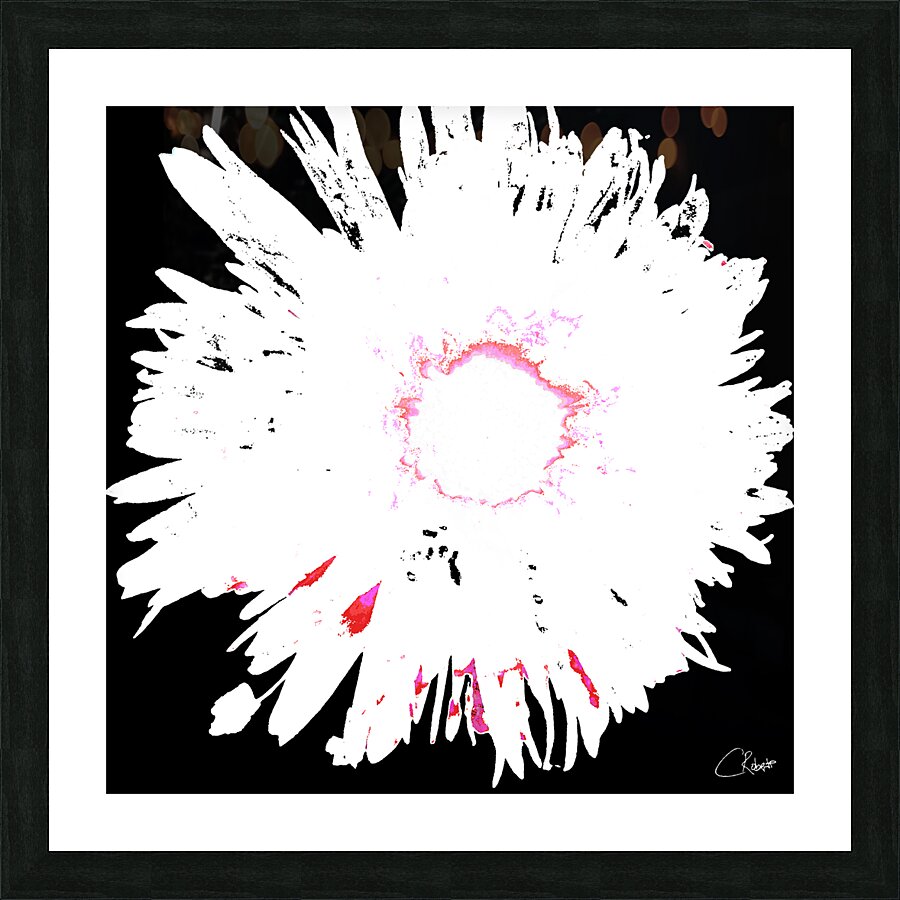 Distressed Abstract White and Pink Daisy on a Black Background Picture Frame print