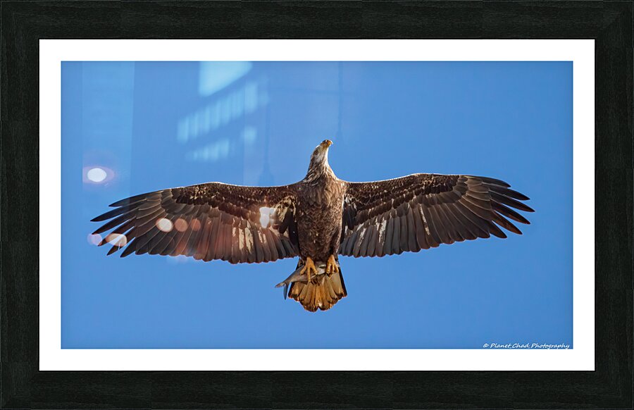 Juvenile Bald Eagle - Fresh Catch  Framed Print Print