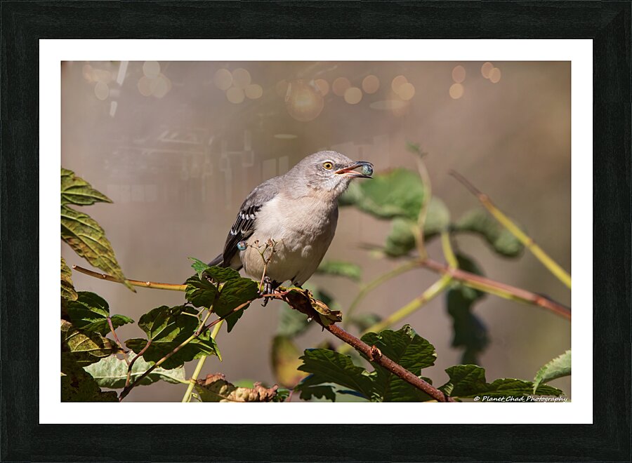 Northern Mockingbird - Berry in the Beak  Framed Print Print