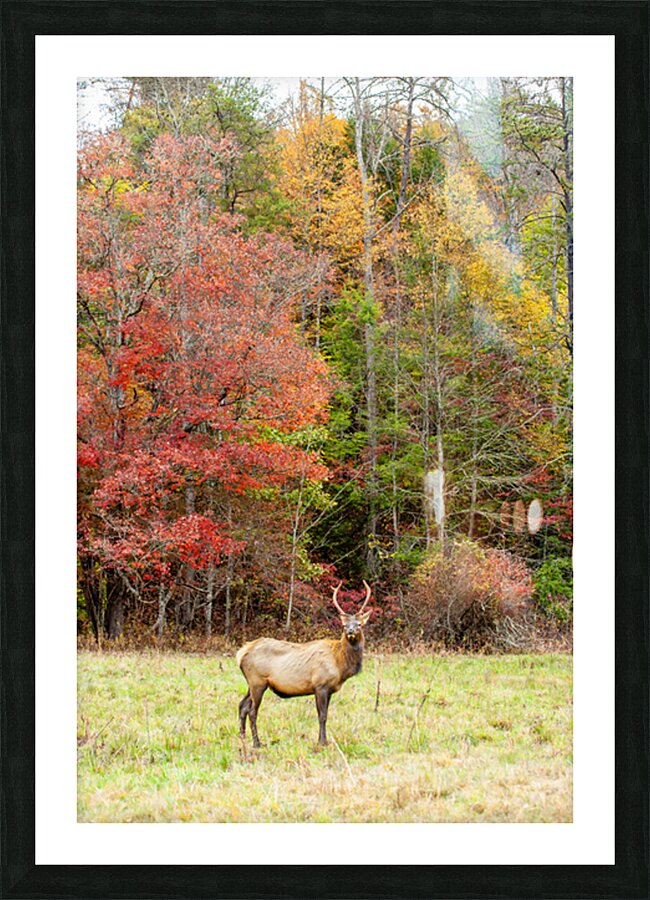 Bull Elk in Cataloochee Valley in North Carolina   Picture Frame print