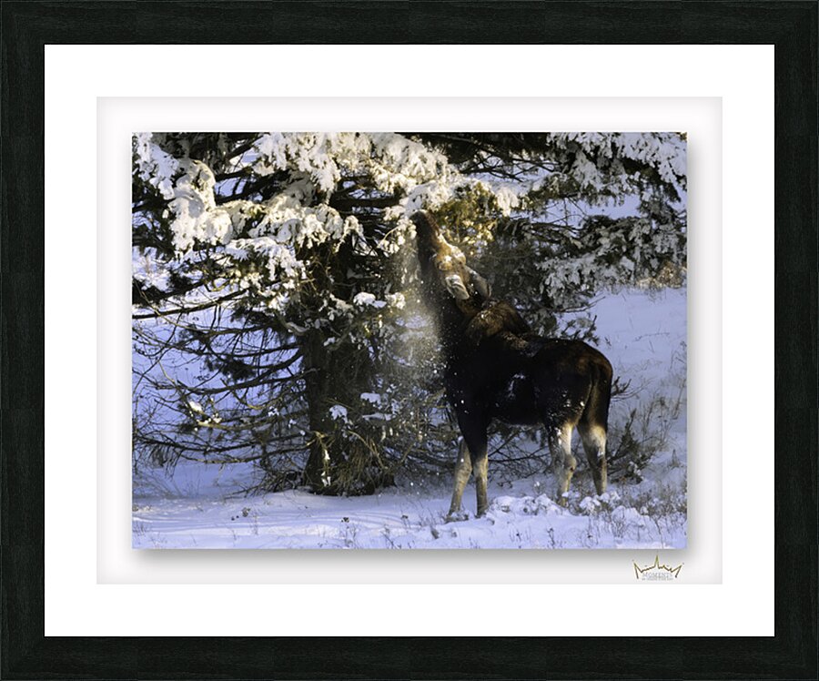 Winter Bull Moose Picture Frame print