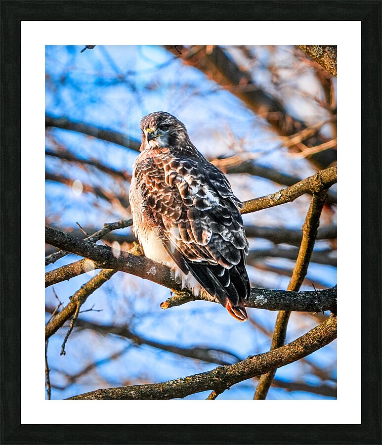 DSC06793 Picture Frame print