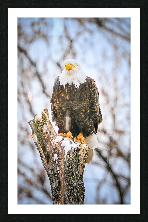 DSC06907 Picture Frame print