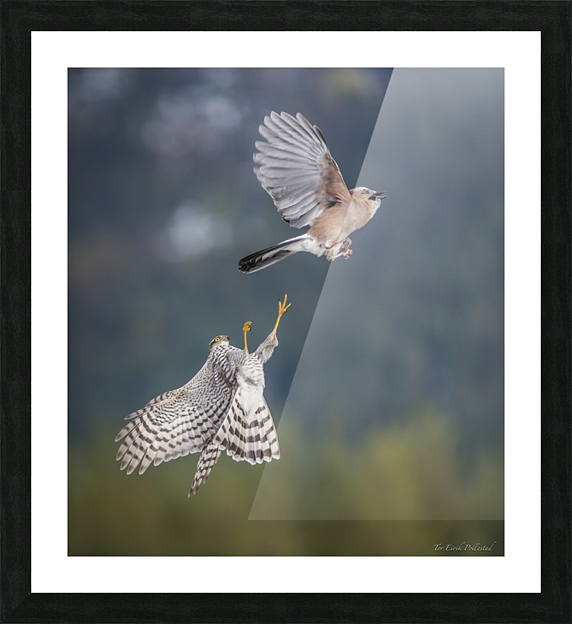 DSC_2361 Picture Frame print