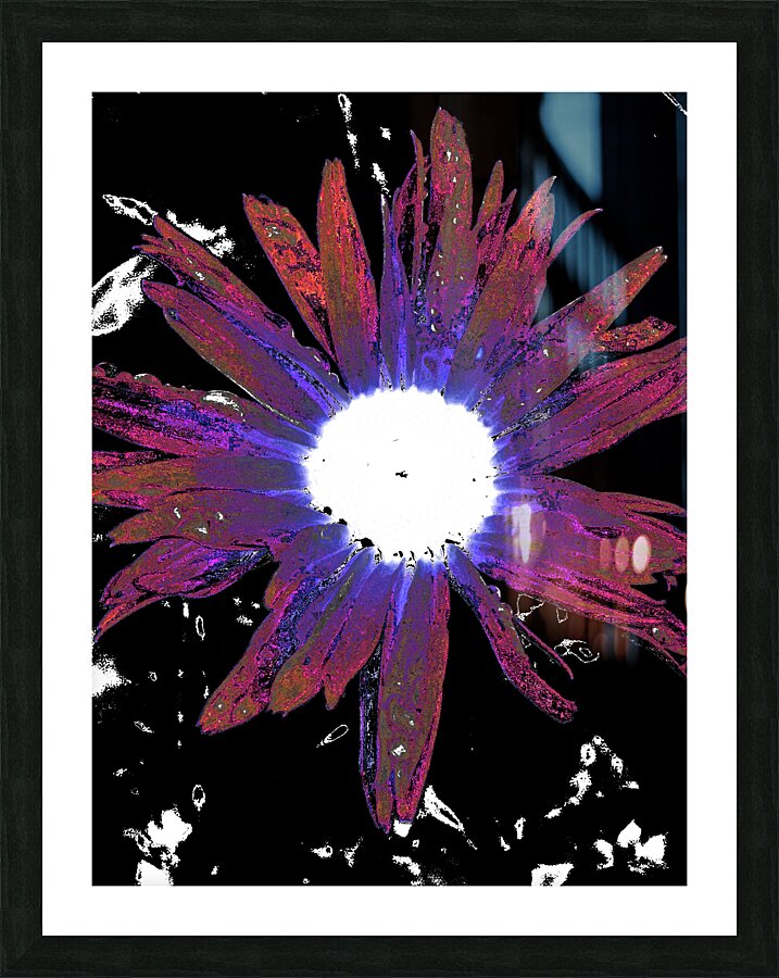 Abstract Vibrant Red and Purple Daisy Flower Picture Frame print