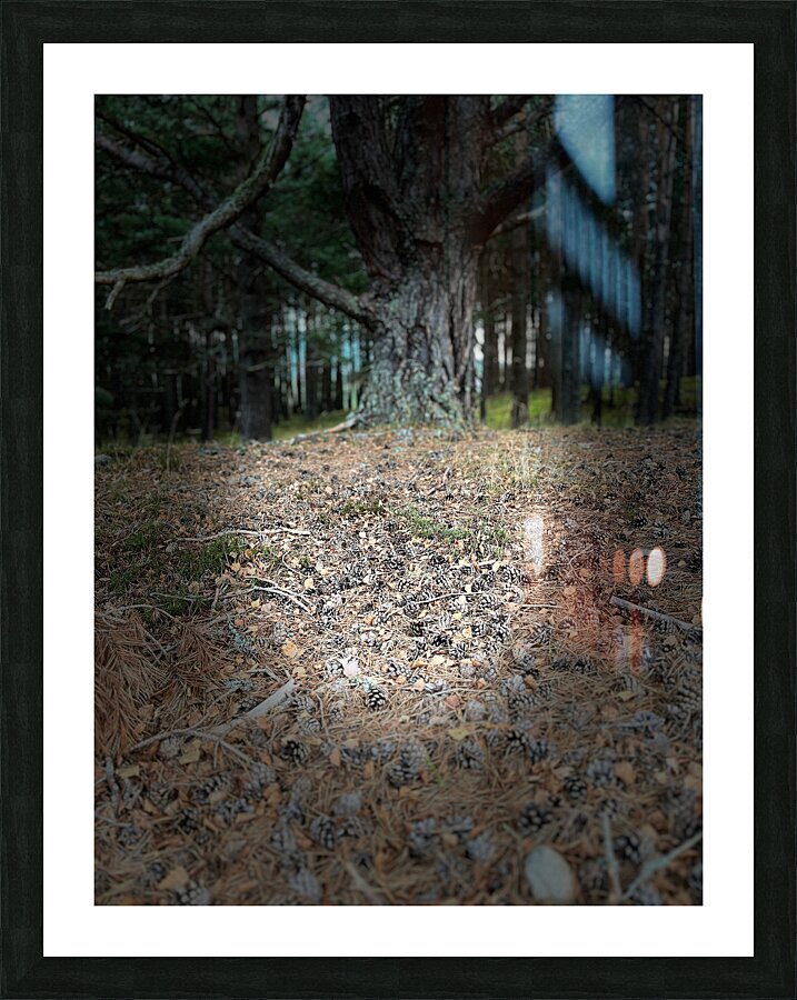 Scenes from the Trail- Forest Floor Picture Frame print
