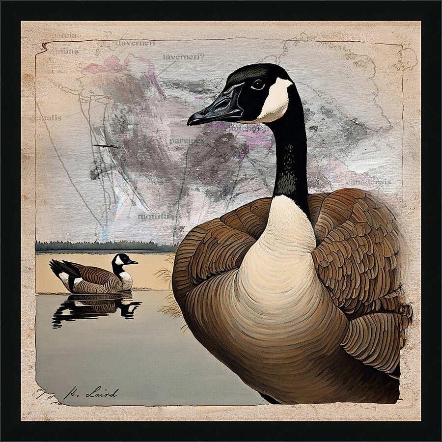 Canada goose Picture Frame print