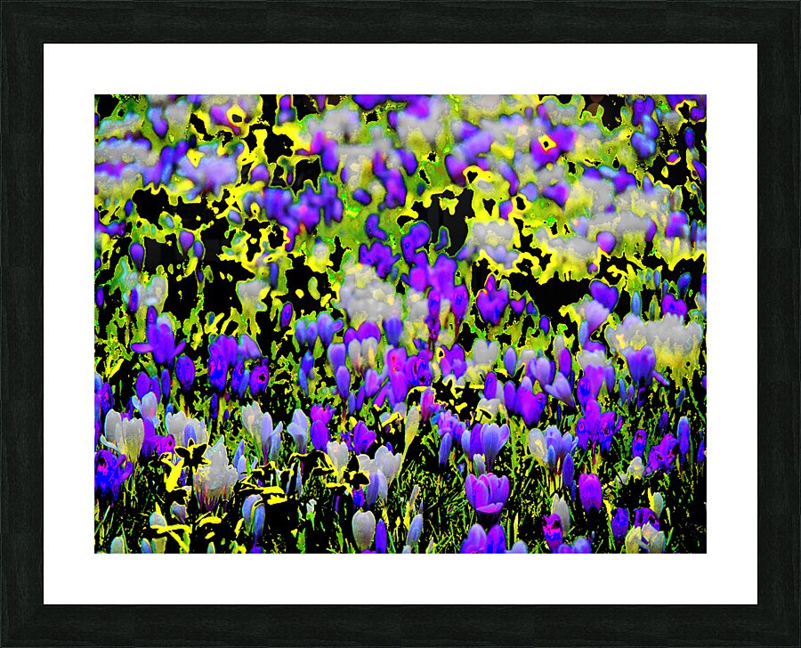   Abstract Vibrant Crocuses                                                    Picture Frame print
