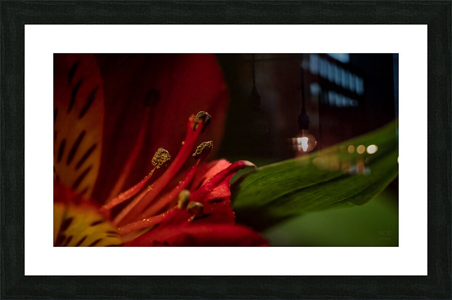 044A3377 Picture Frame print
