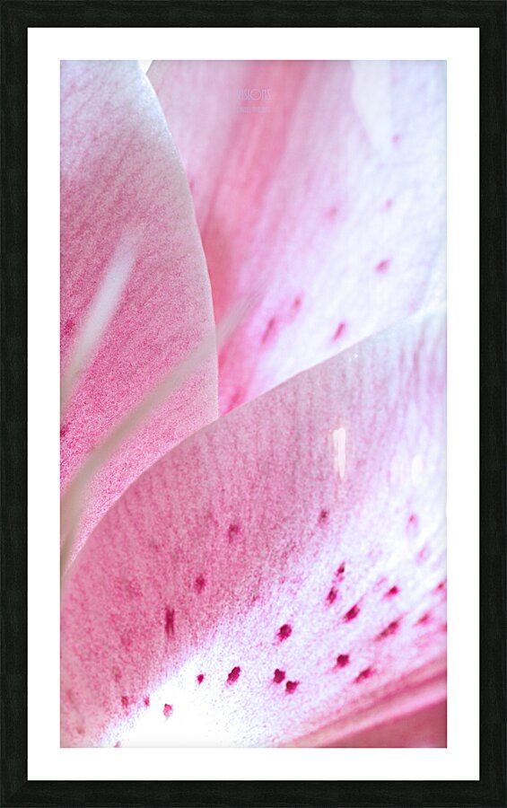 044A2264 Picture Frame print