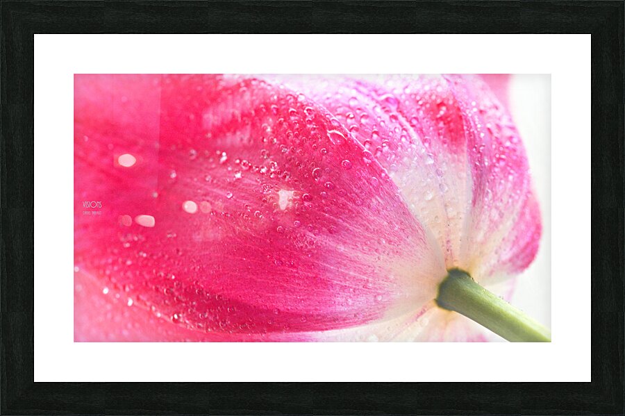 1Q8A7496 Picture Frame print