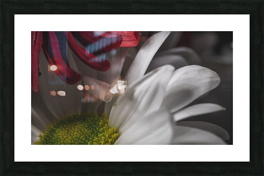 044A2927 Picture Frame print