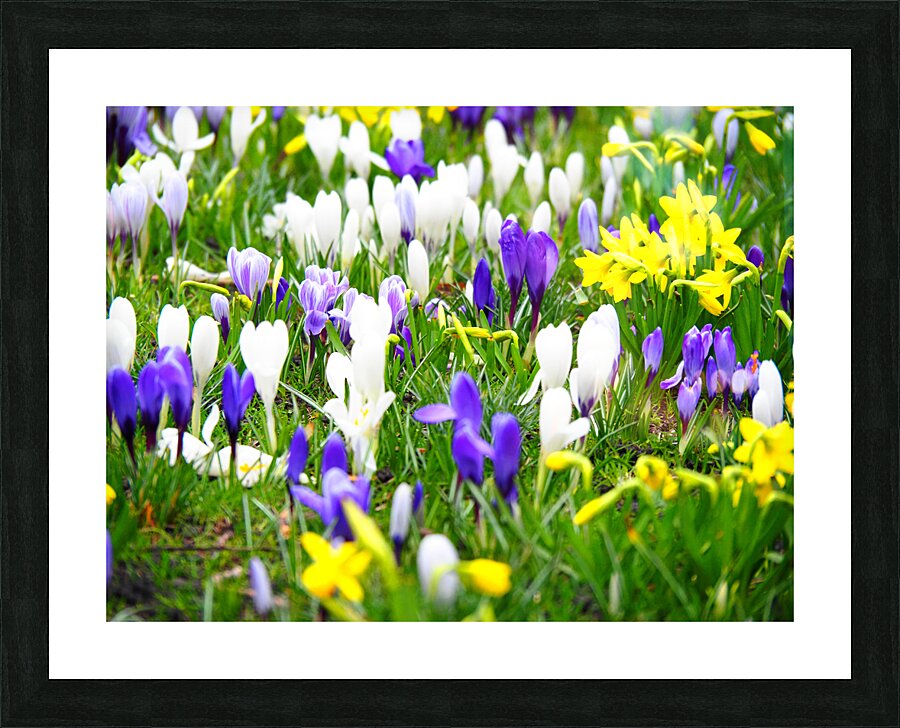 Spring Flower Meadow                                                                                                 Picture Frame print