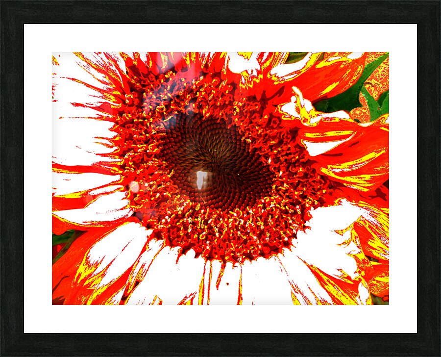 Abstract Vibrant Red Sunflower Picture Frame print