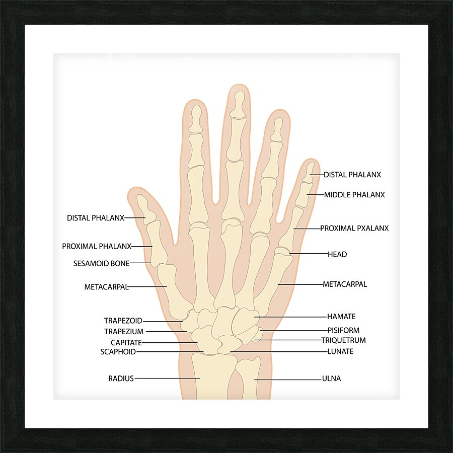 Human hand anatomy  Picture Frame print