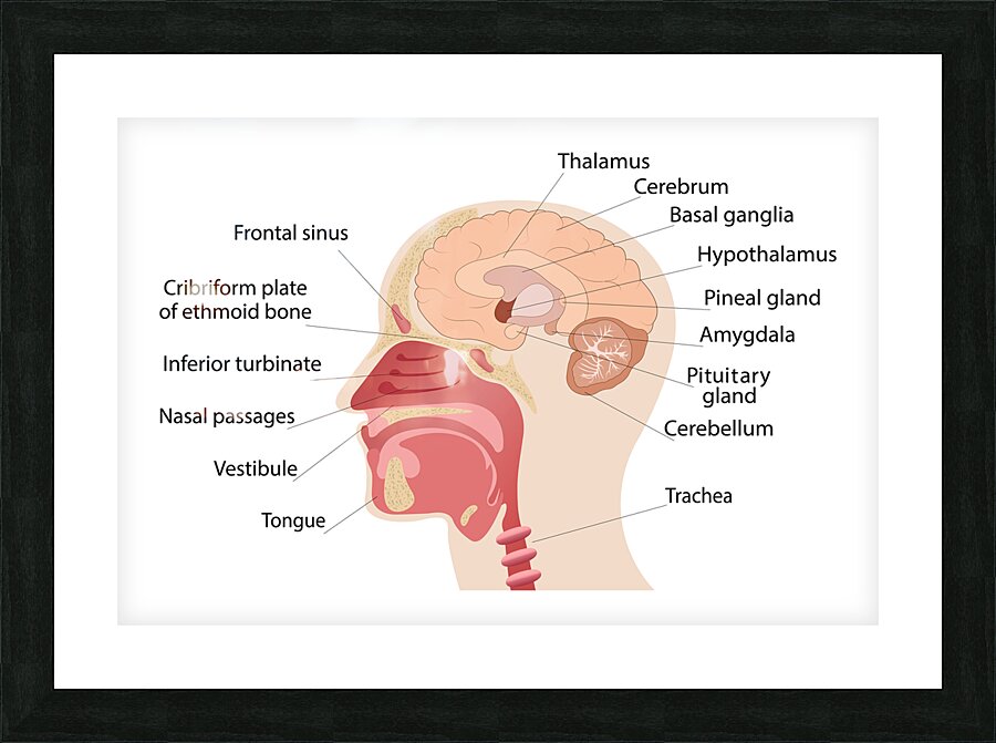 Anatomy of human brain and noise Picture Frame print