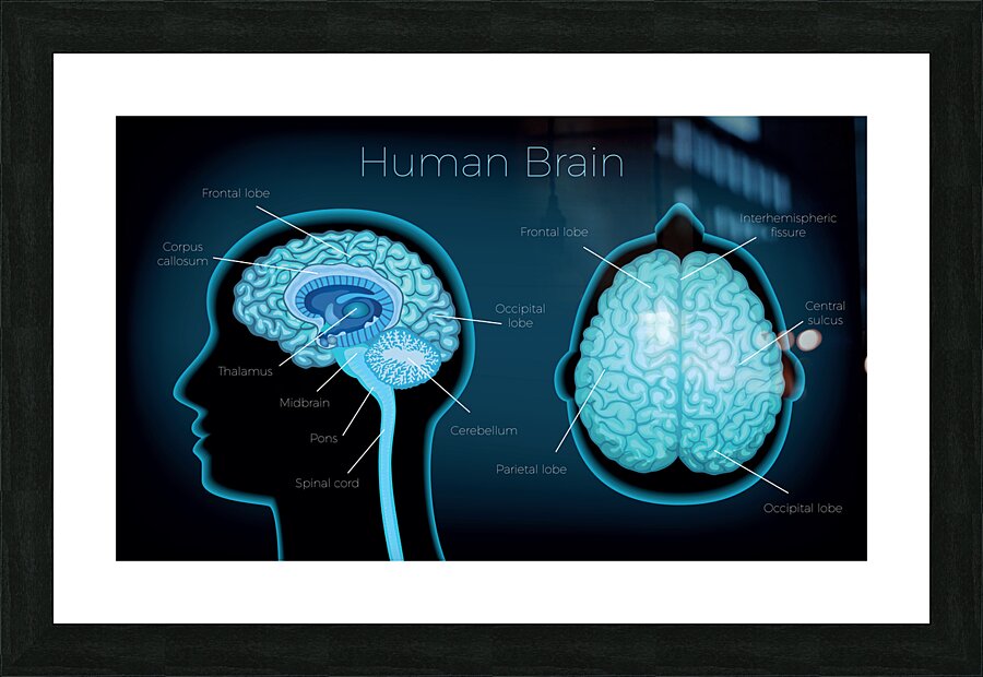 Human Brain Picture Frame print