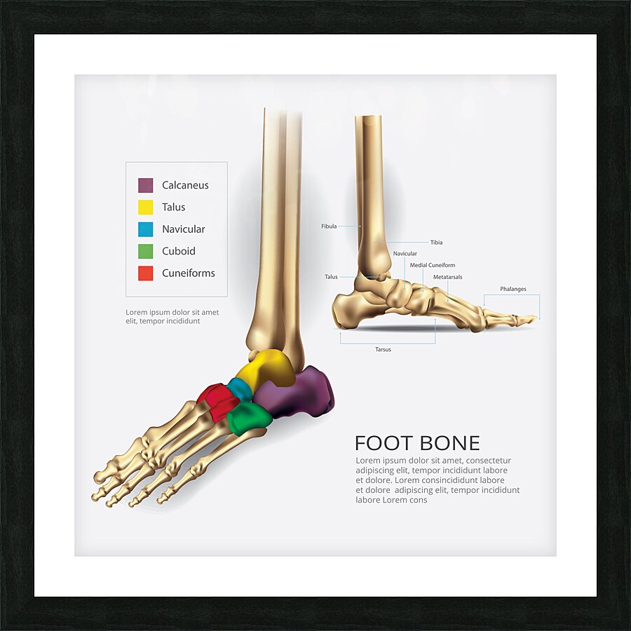 Foot Bone Picture Frame print