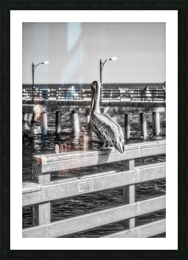 Oceans Guardian: Black and White Infrared Capture of Pelican on  Picture Frame print