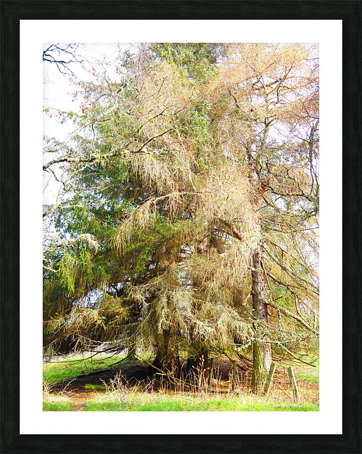 Scottish Highlands Spring Pines                                                                                                                      Picture Frame print