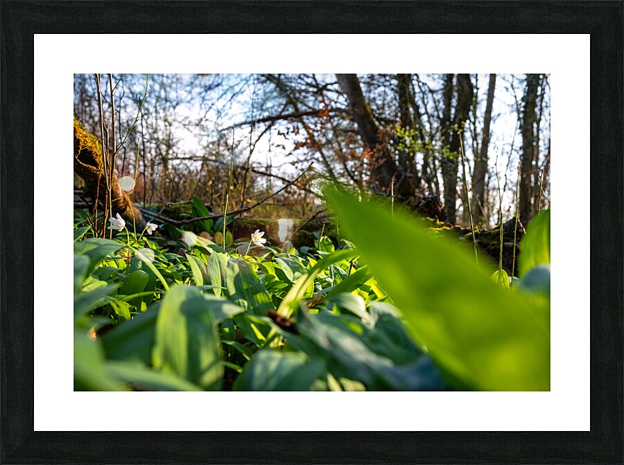 Closeup shot of wild garlic and thimbleweed in the beautiful forest in early spring at sunset Picture Frame print