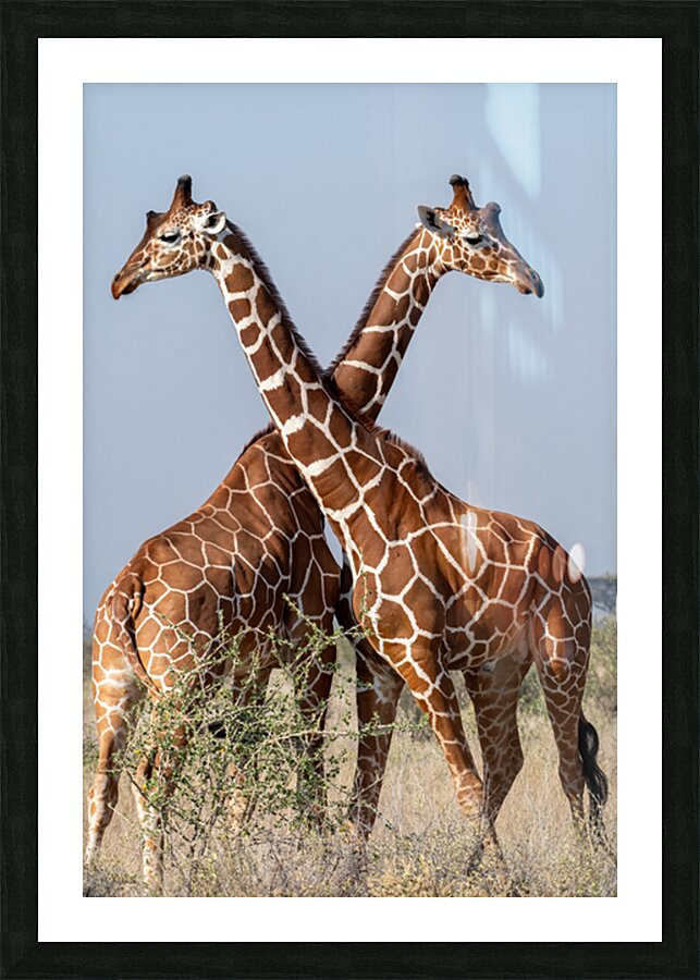 Reticulated Giraffes Picture Frame print
