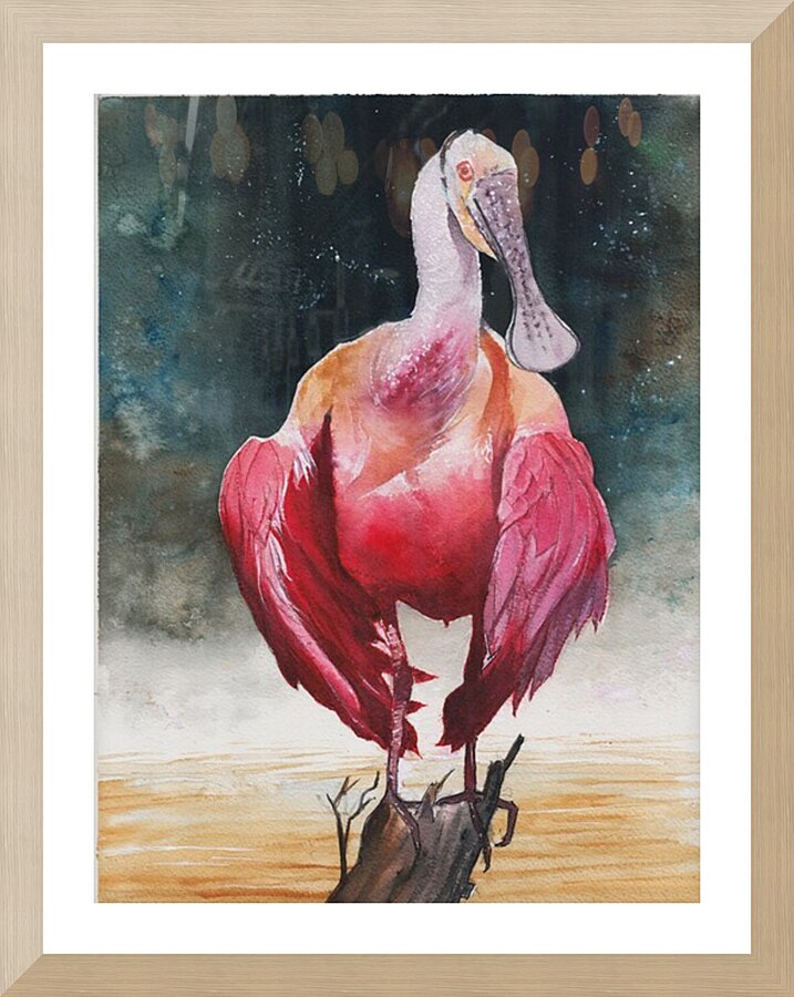 A Roseate Spoonbill in Florida proudly perched in the Florida Everglades  Framed Print Print