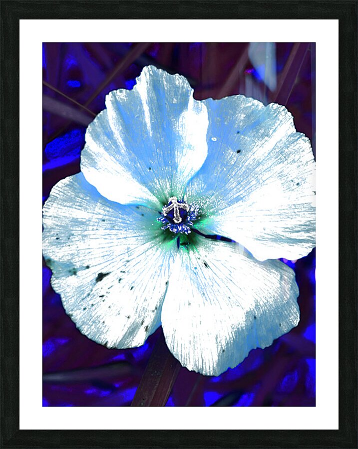 Abstract Blue Wild Poppy Picture Frame print
