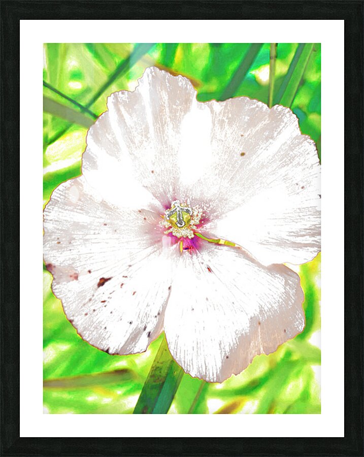 Abstract White Wild Poppy  Picture Frame print