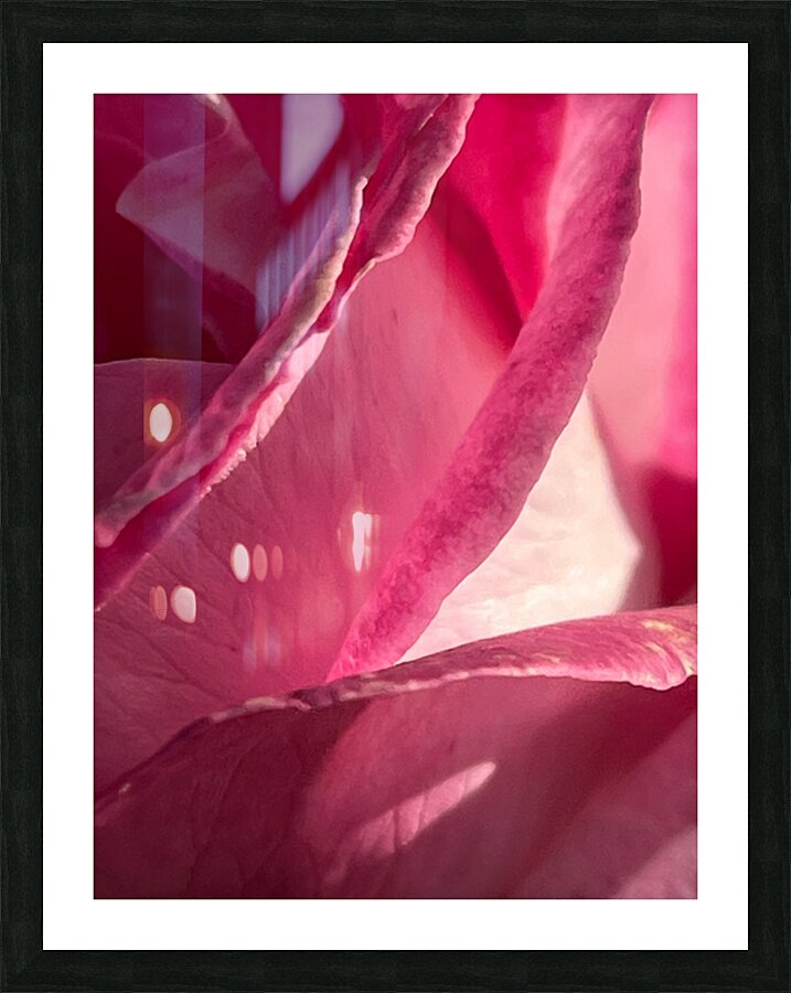 Delicate Pink Rose Picture Frame print