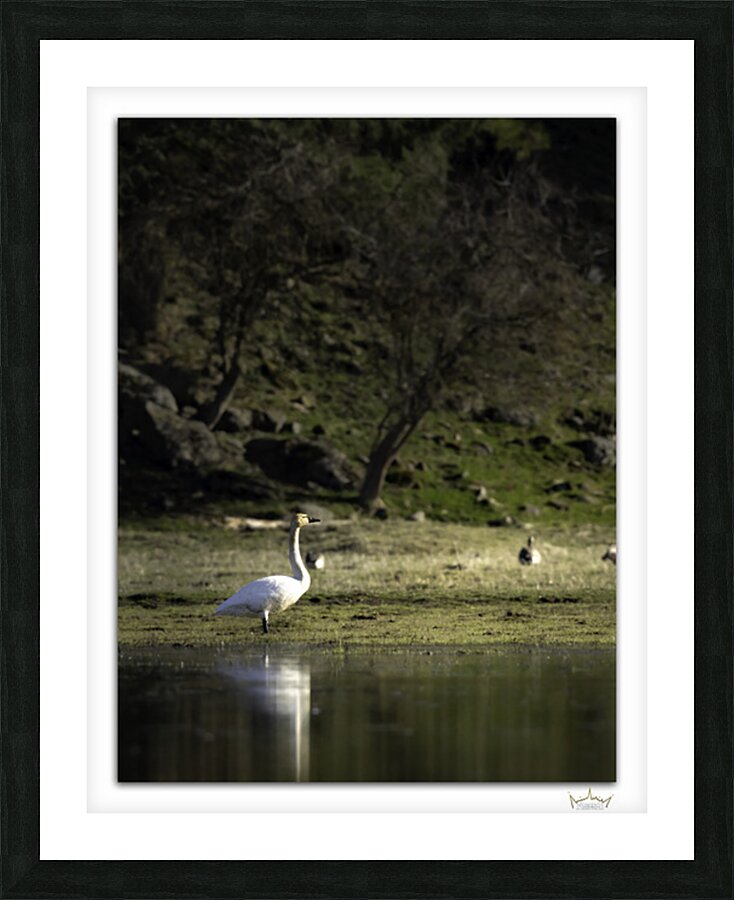 Swan Sunset  Framed Print Print