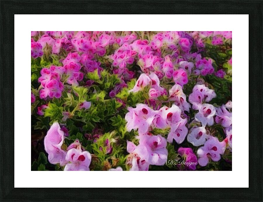 pink pansies2 Picture Frame print