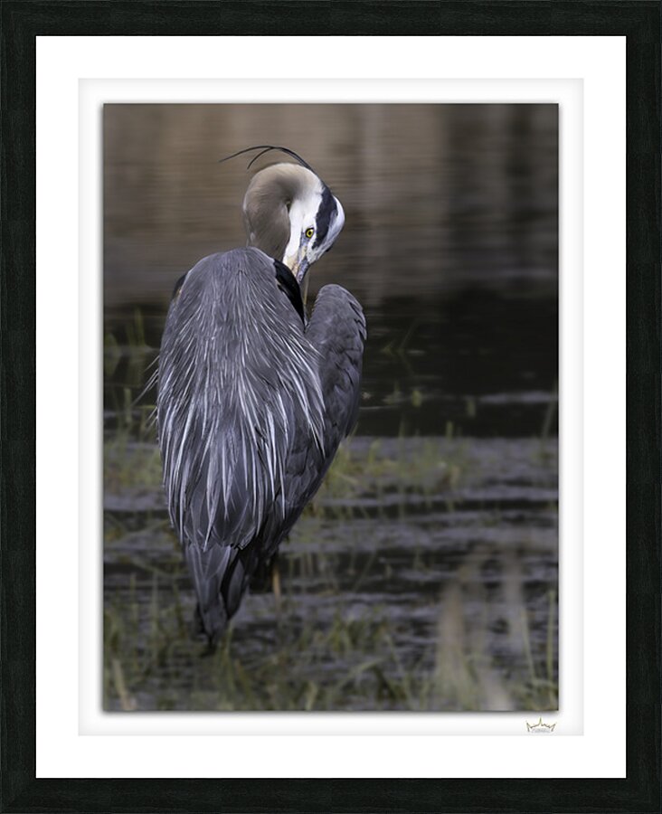 Preening Great Blue  Framed Print Print