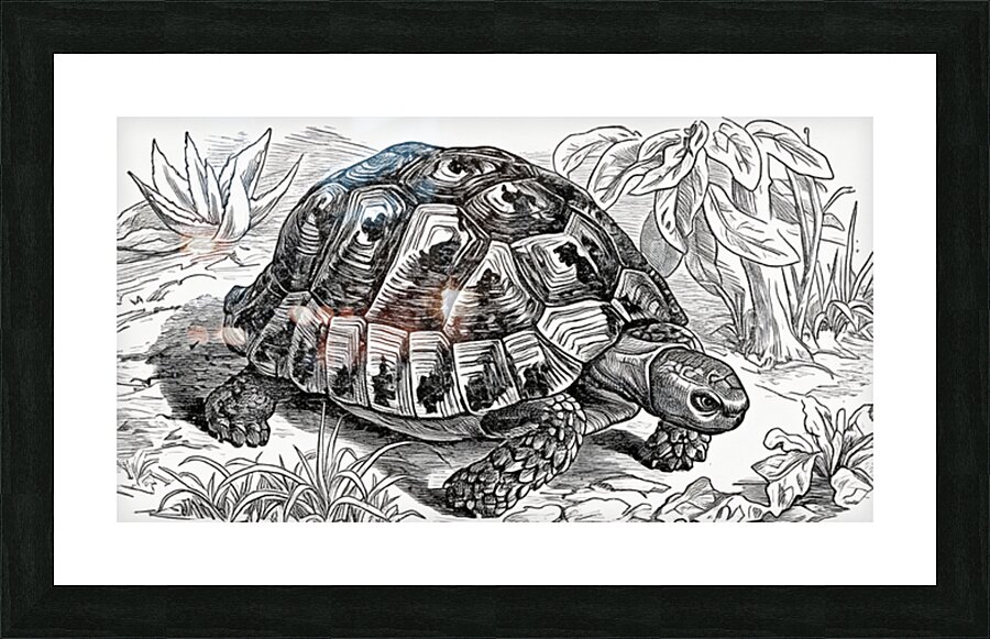  Fine Art print
