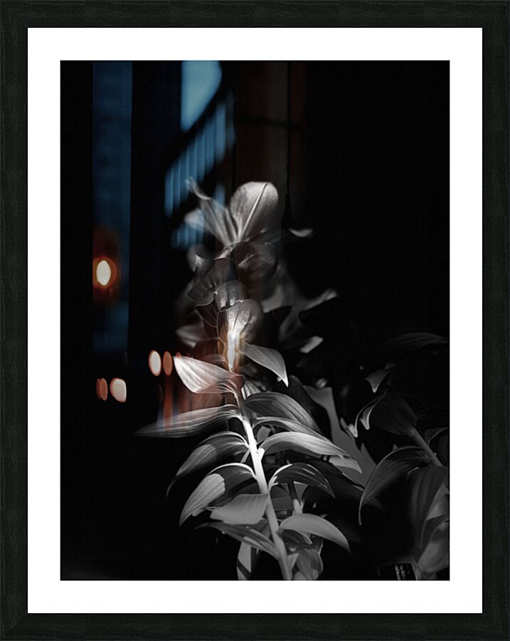 Black and White Lily Flowers Picture Frame print