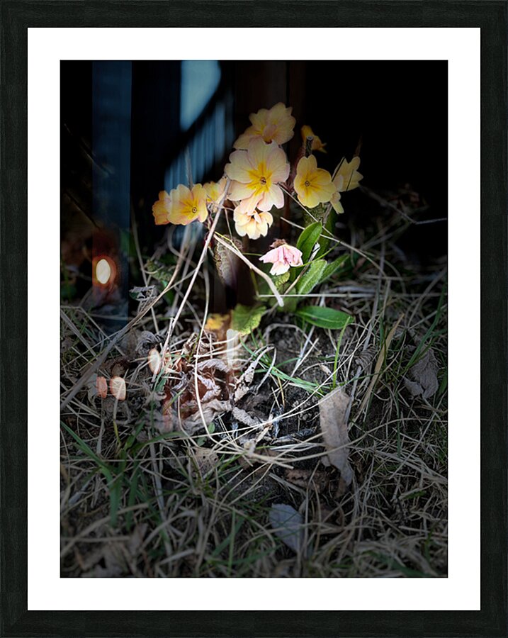 Spring Primroses Picture Frame print