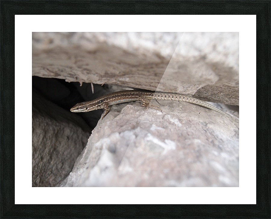 A.P.Polo - Pyrenees Picture Frame print