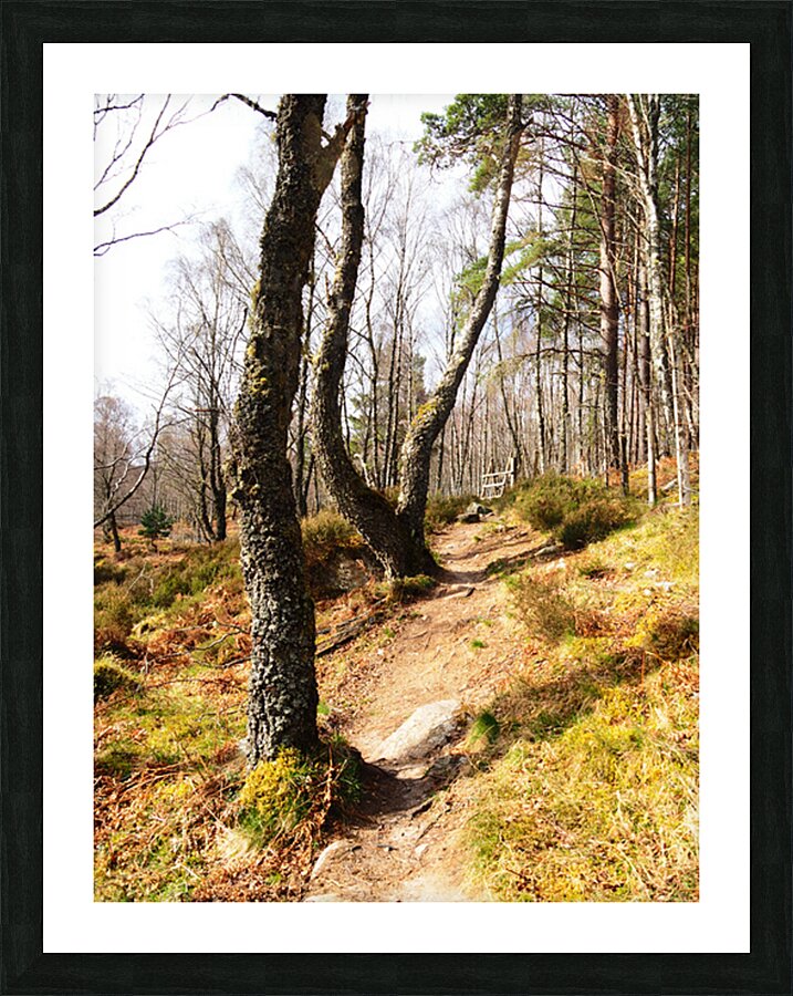 Natures Spring Caress for the Scottish Highlands                                                                                                                      Picture Frame print