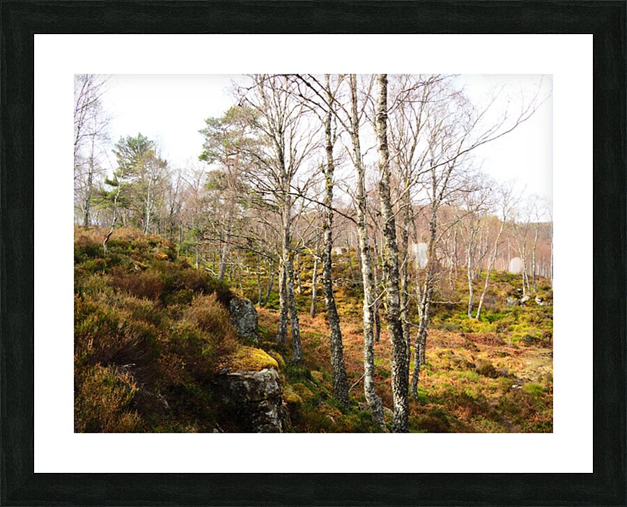 Springs Birch Song for the Scottish Highlands                                                                                                                      Picture Frame print