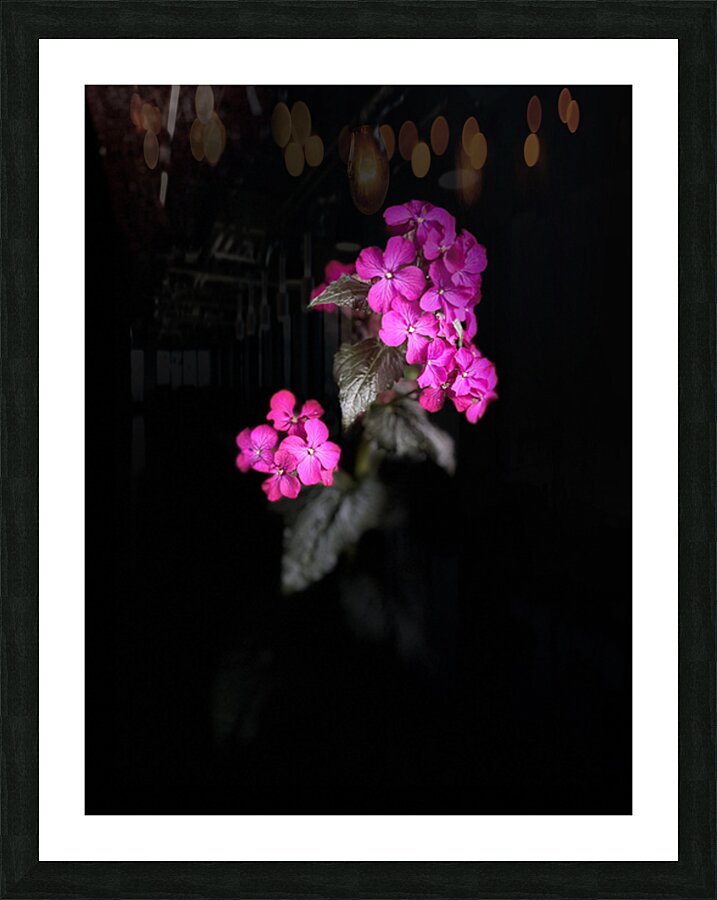 Portrait of Plants- Colour Out of Darkness Picture Frame print