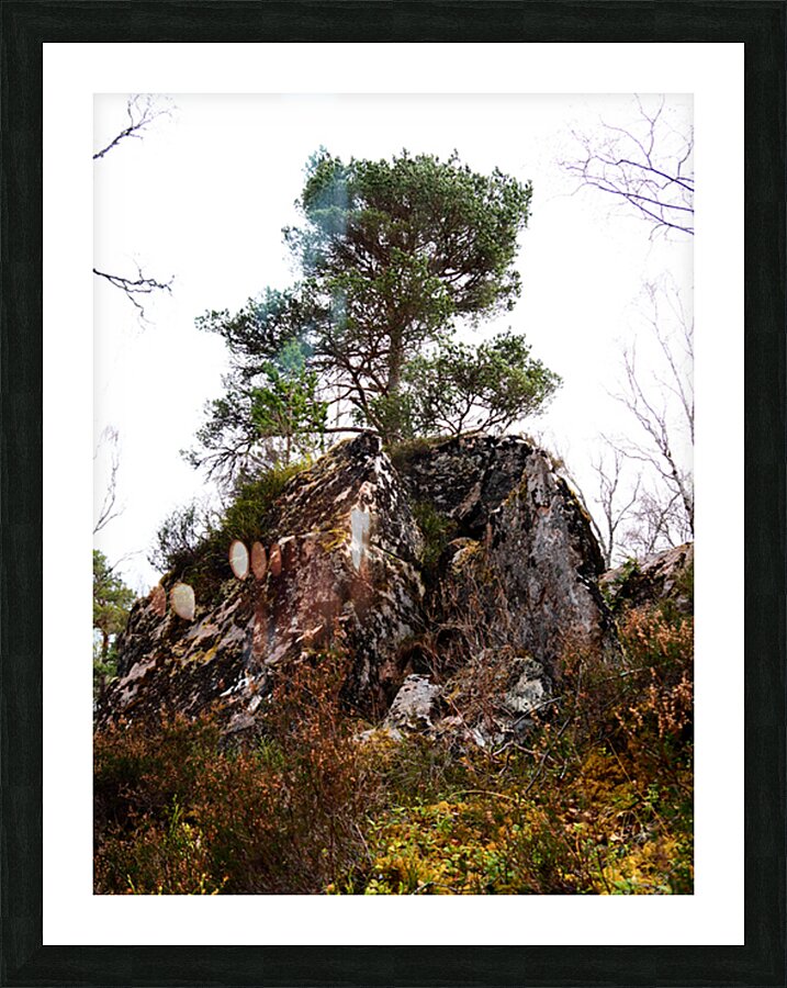 Scenes from the Trail- Rock Hard Pine                                                                                                                       Picture Frame print